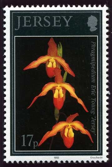 Phragmipedium pearcei