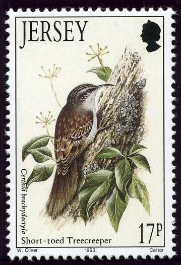 Short-toed Treecreeper (Certhia brachydactyla)