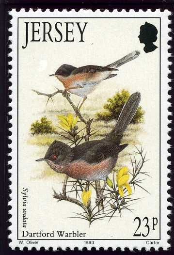 Northern Wheatear (Oenanthe oenanthe)