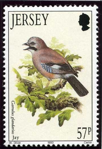 Eurasian Jay (Garrulus glandarius)