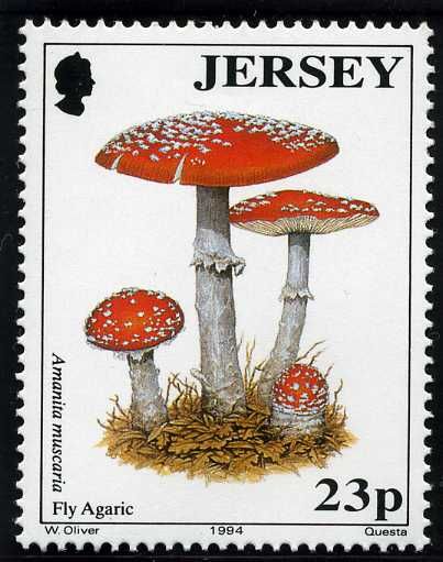 Fly Agaric (Amanita muscaria)