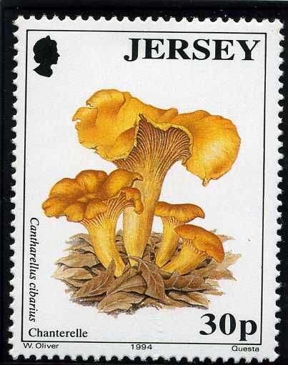 Parasol Mushroom (Macrolepiota procera)