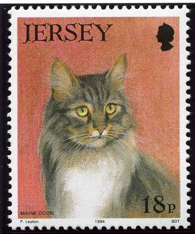 Maine-Coon (Felis silvestris catus)