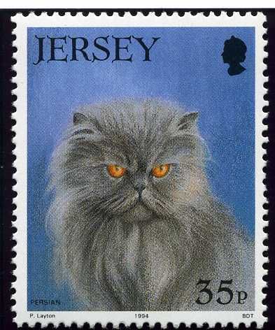 Persian Cat (Felis silvestris catus)