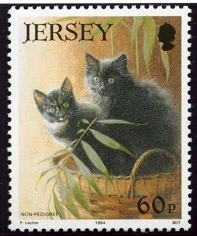 Domestic Cat (Felis silvestris catus)