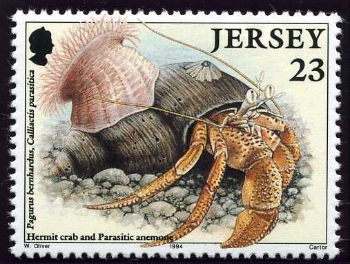 Hermit Crab (Pagurus bernhardus), Parasitic Anemone