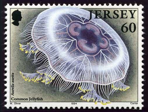 Common Jellyfish (Aurelia aurita)