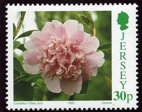 'Elsie Jury'