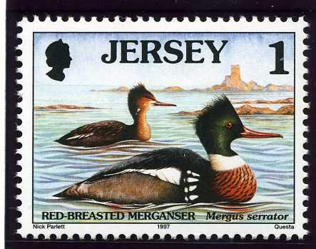 Red-breasted Merganser (Mergus serrator)