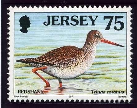 Common Redshank (Tringa totanus)