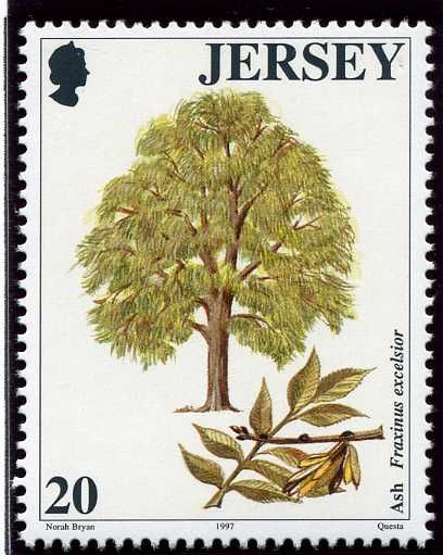 Ash (Fraxinus excelsior)