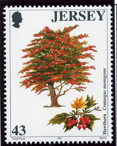 Hawthorn (Crataegus monogyna)