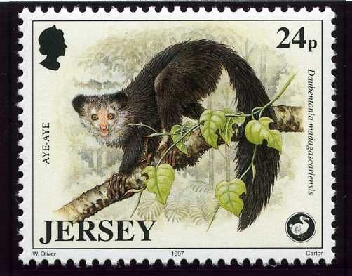 Aye-aye (Daubentonia madagascariensis)