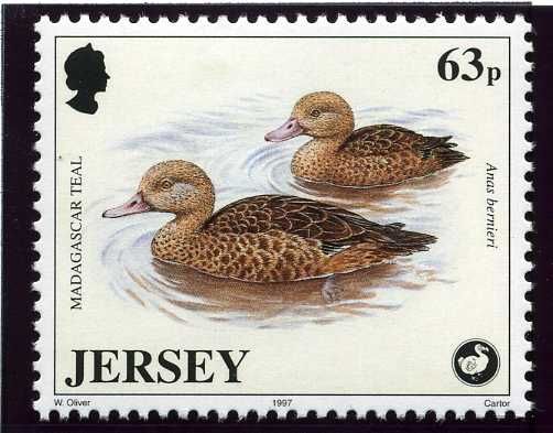 Madagascar Teal (Anas bernieri)