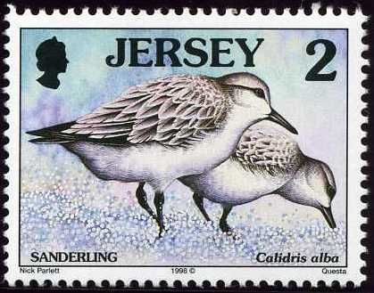 Sanderling (Calidris alba)