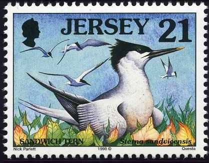 Sandwich Tern (Sterna sandvicensis)