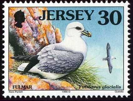 Northern Fulmar (Fulmarus glacialis)