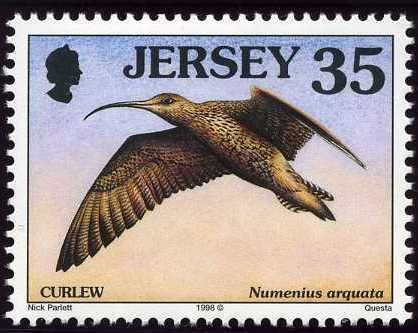 Eurasian Curlew (Numenius arquata)