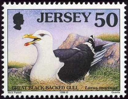Great Black-backed Gull (Larus marinus)