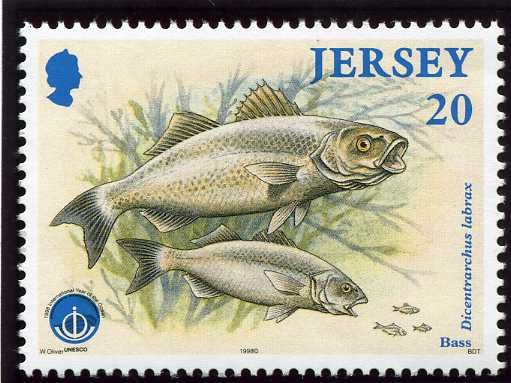 European Seabass (Dicentrarchus labrax)