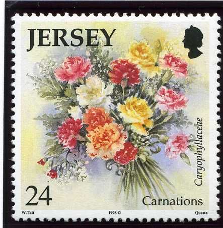 Carnations (Caryophyliaceae sp.)