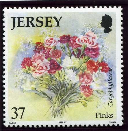 Pinks (Caryophyllaceae sp.)