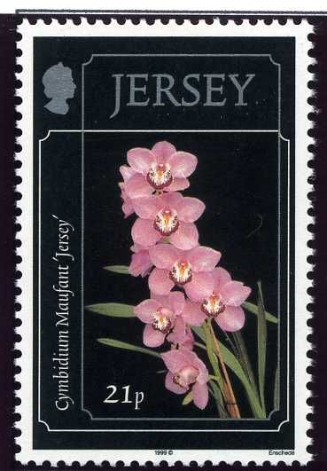 Cymbidium Maufant "Jersey"