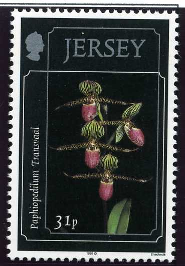 Paphiopedilum "Transvaal"