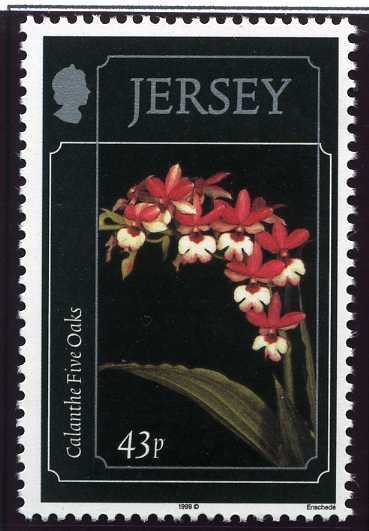 Calanthe "Five Oaks"