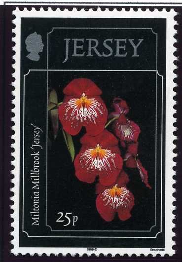 Miltonia Portelet
