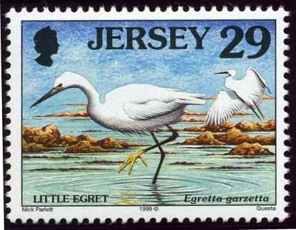 Little Egret (Egretta garzetta)