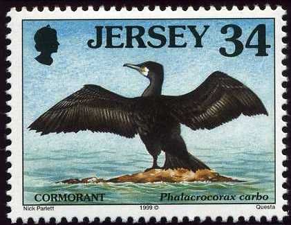 Great Cormorant (Phalacrocorax carbo)