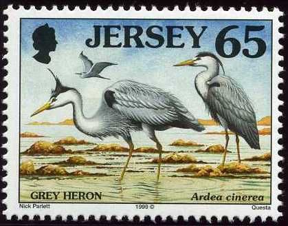 Grey Heron (Ardea cinerea)