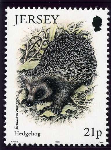 West European Hedgehog (Erinaceus europaeus)