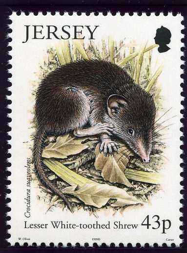 Lesser White-toothed Shrew (Crocidura suaveolens)