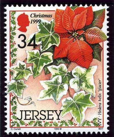 Christmas Plants: Ivy (Hedera helix "Glacier")