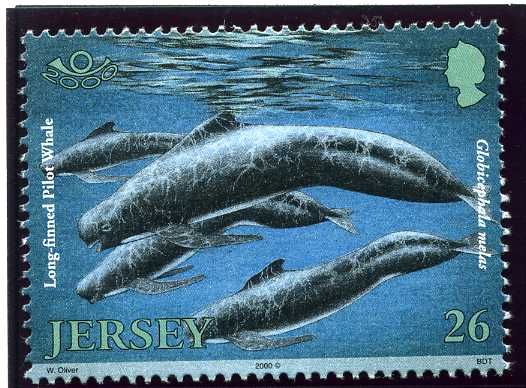 Long-finned Pilot Whale (Globicephala melas)