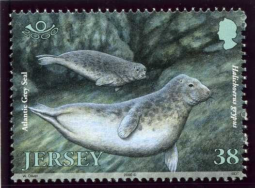 Grey Seal (Halichoerus grypus)