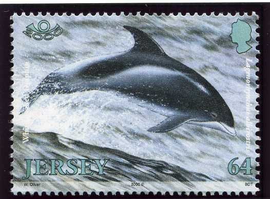 White-beaked Dolphin (Lagenorhynchus albirostris)