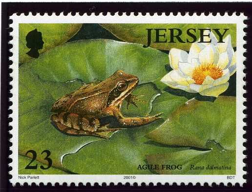 Agile Frog (Rana dalmatina)
