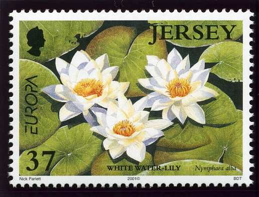 Europa - White Water-Lily (Nymphaea alba)