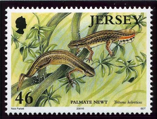 Palmate Newt (Triturus helveticus)