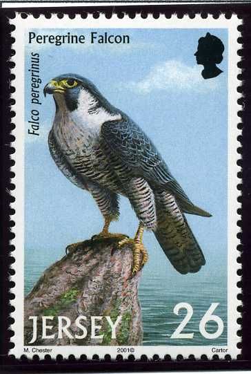 Peregrine Falcon (Falco peregrinus)