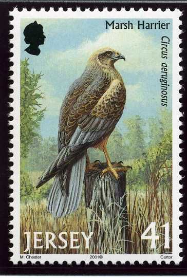 Western Marsh Harrier (Circus aeruginosus)