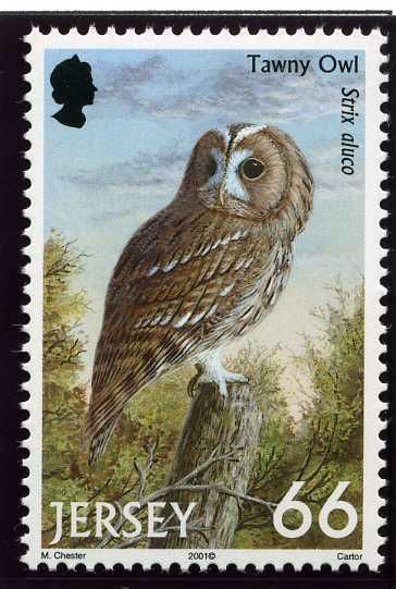Tawny Owl (Strix aluco)