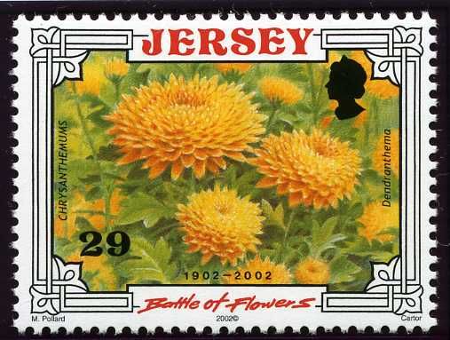 Chrysanthemums (Dendranthema)