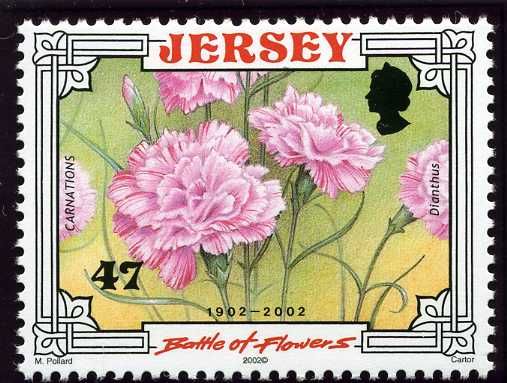 Carnations (Dianthus)