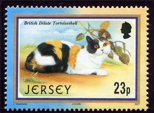 British Dilute Tortoiseshell (Felis silvestris catus)