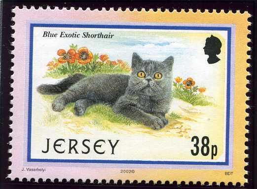 Blue Exotic Shorthair (Felis silvestris catus)