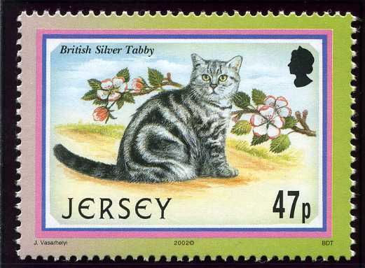 British Silver Tabby (Felis silvestris catus)